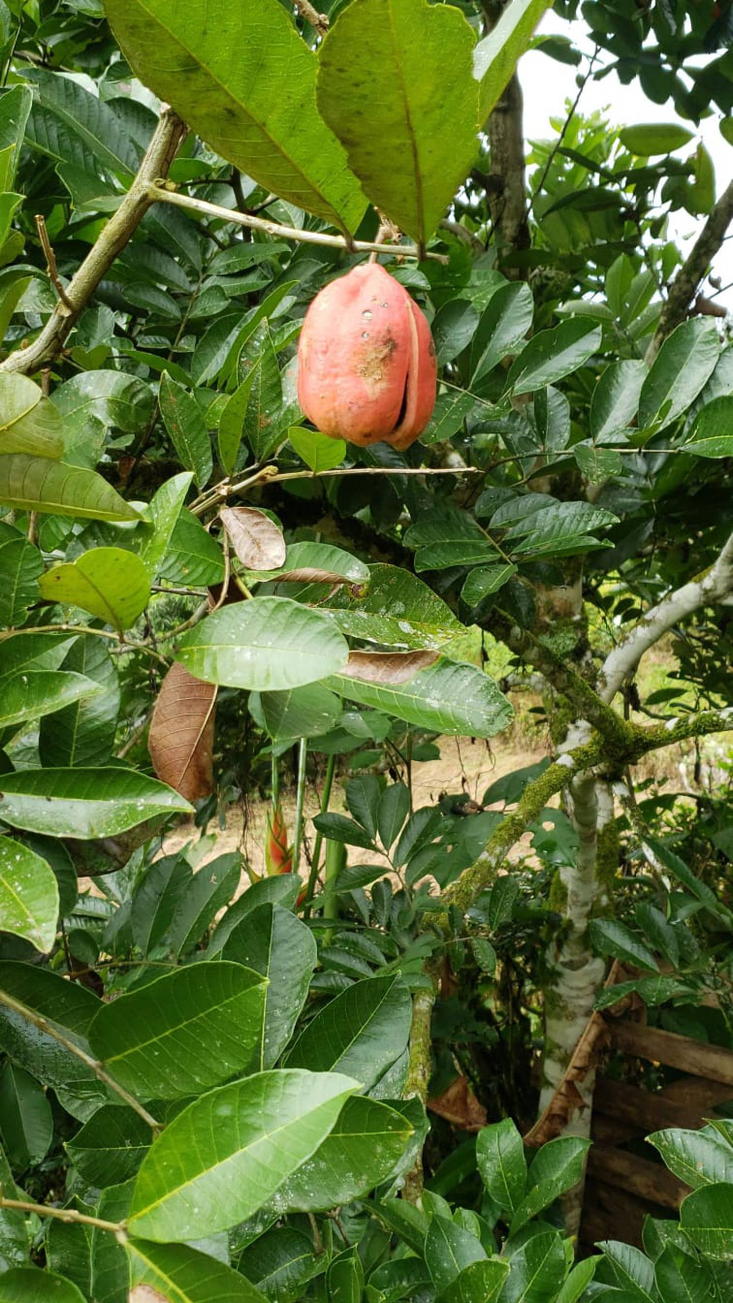 Ackee, la fruta nacional de Jamaica, es la que desde hace cinco años usa una familia limonense como base de un emprendimiento que avanza positivamente.