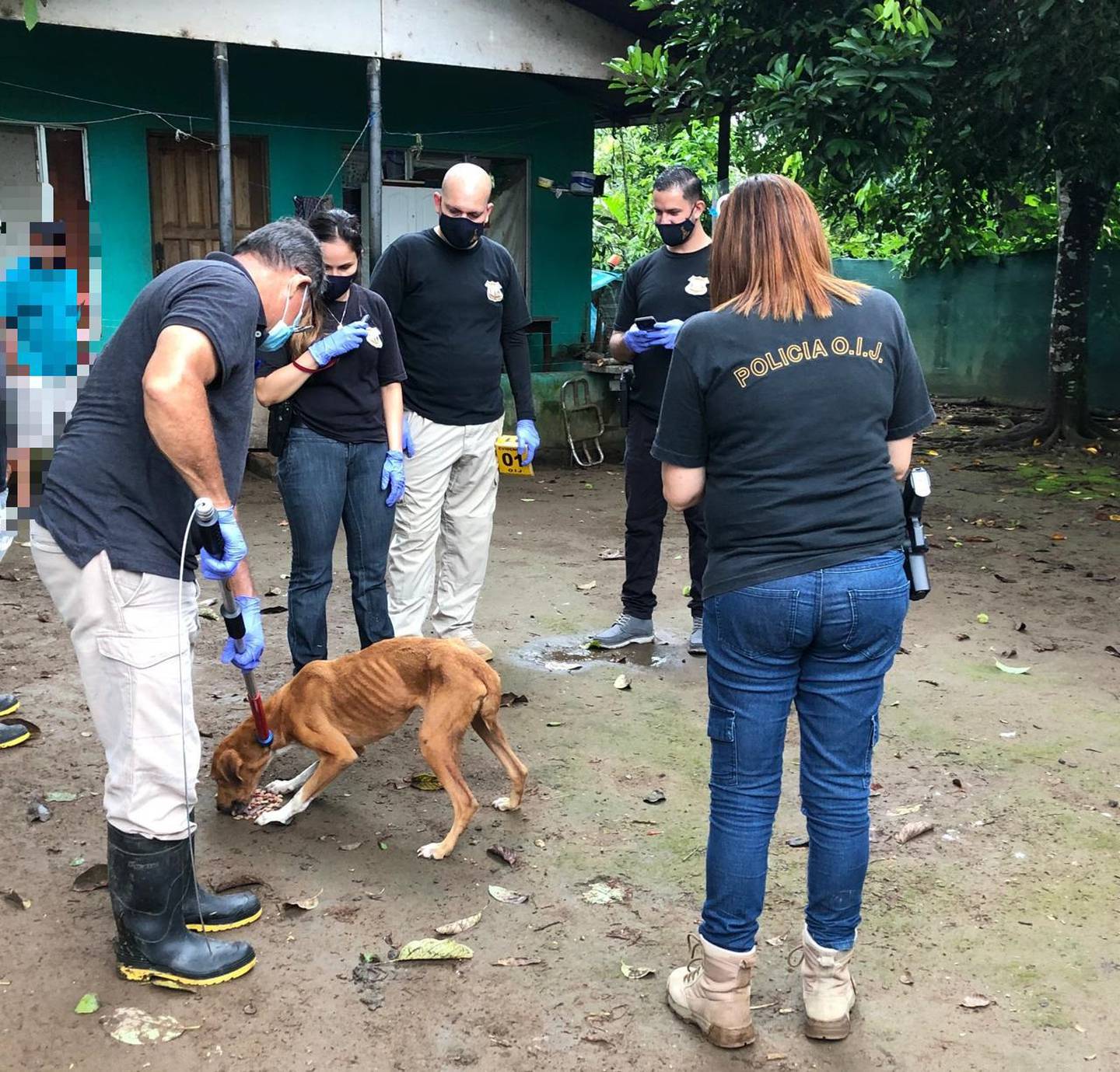 OIJ y Senasa rescatan cuatro perros en condición de abandono en Pococí. Foto OIJ.