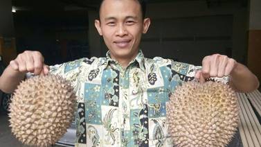 Dos apestosas pero deliciosa frutas de Indonesia se vendieron en casi 600 mil colones