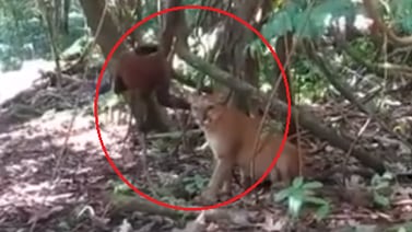 (Video) Puma trata de cazar a un mono en el Parque Nacional Corcovado