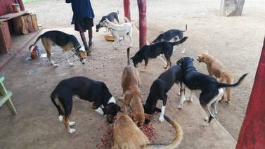Más de 3.000 perros y gatos afectados por la pandemia recibieron alimento 
