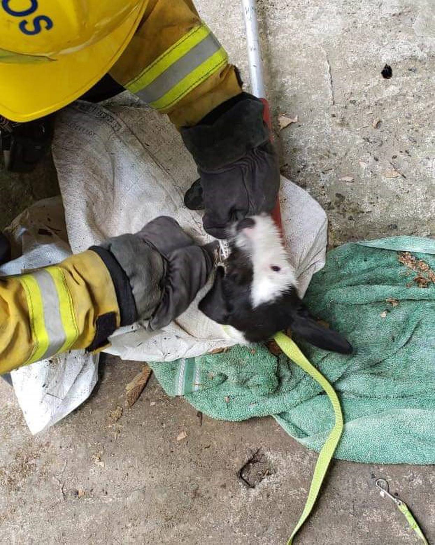 Bomberos rescatan a perro que fue lanzado dentro de un saco a río Ocloro. Foto Bomberos.