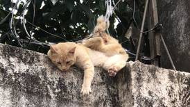 Gato perdió cola al quedar enredado en filoso alambre navaja