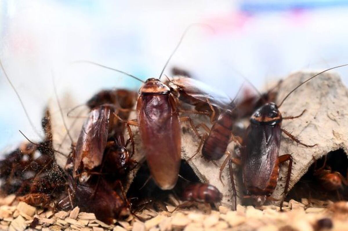 Cuidado Hay Plagas De Insectos Creadas Por La Magia Negra La Teja