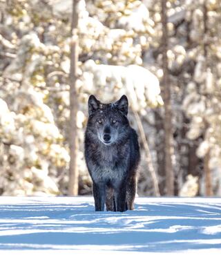 Los lobos son animales demasiado bellos. Foto: IG Parque Yellowstone