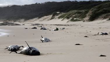 Mueren 51 ballenas piloto tras encallar en Nueva Zelanda 