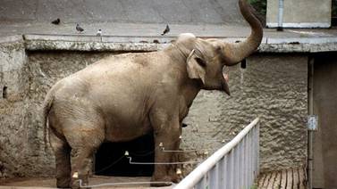 Elefantes del zoológico de Varsovia usan marihuana para combatir el estrés 
