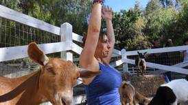 Al yoga se le meten las cabras