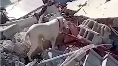 (Video) Perrito le lleva comida a su dueño atrapado en los escombros en Turquía