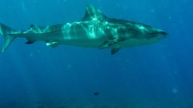 Tiburones tigre se siguen acercando a los alrededores de la isla del Coco