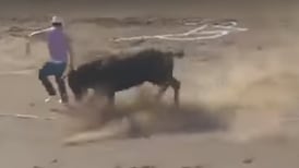 (Video) Activista se tira a redondel para salvar a toro y este lo embiste