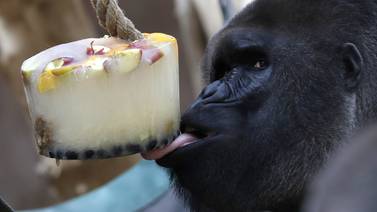 Gorilas comen helados para refrescarse por el fuerte calor