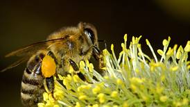 Apúntese a contar abejas dentro de su patio y dele una mano a este insecto