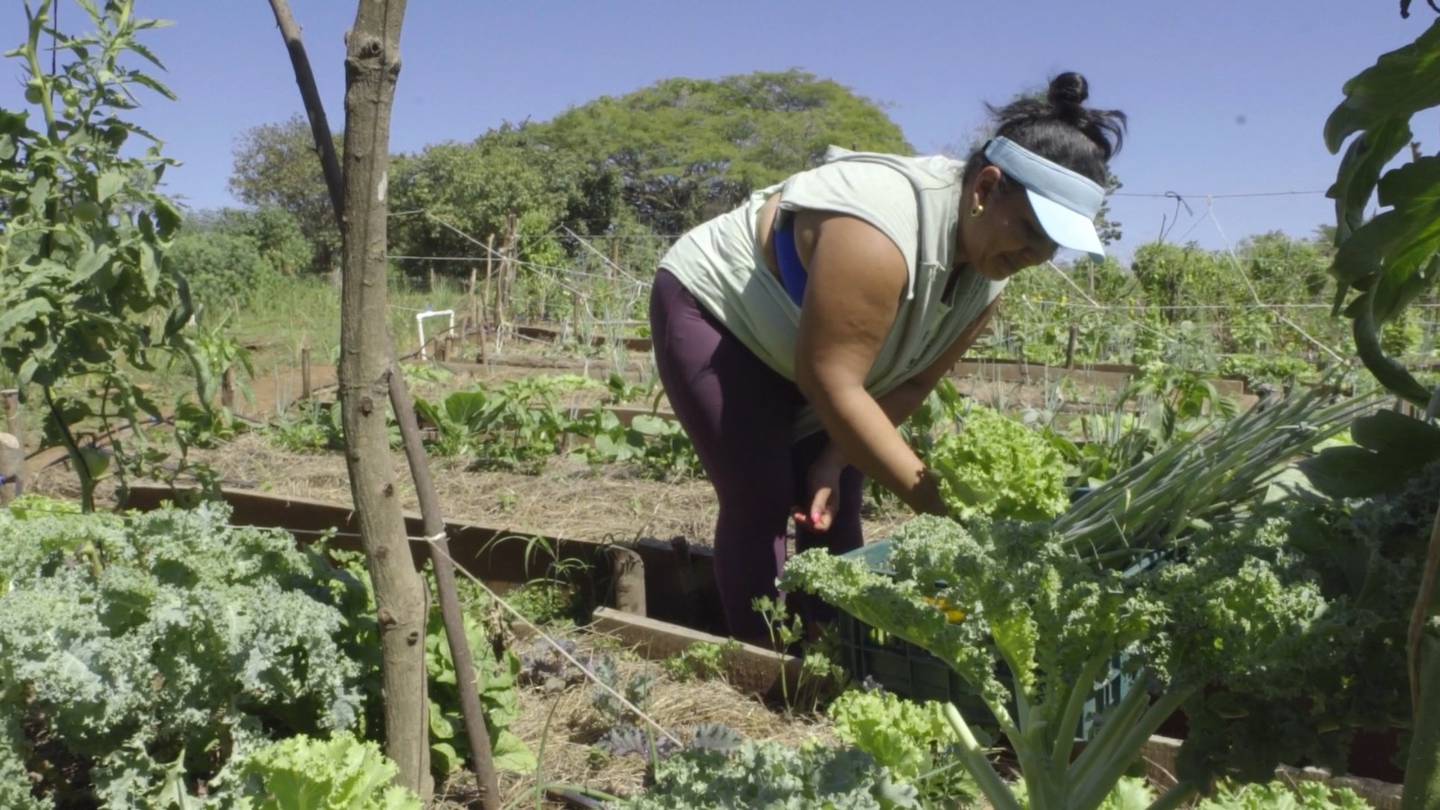 En Guanacaste Cooperegenerativa esta buscando agricultores que produzcan bajo el concepto 100% orgánico.
