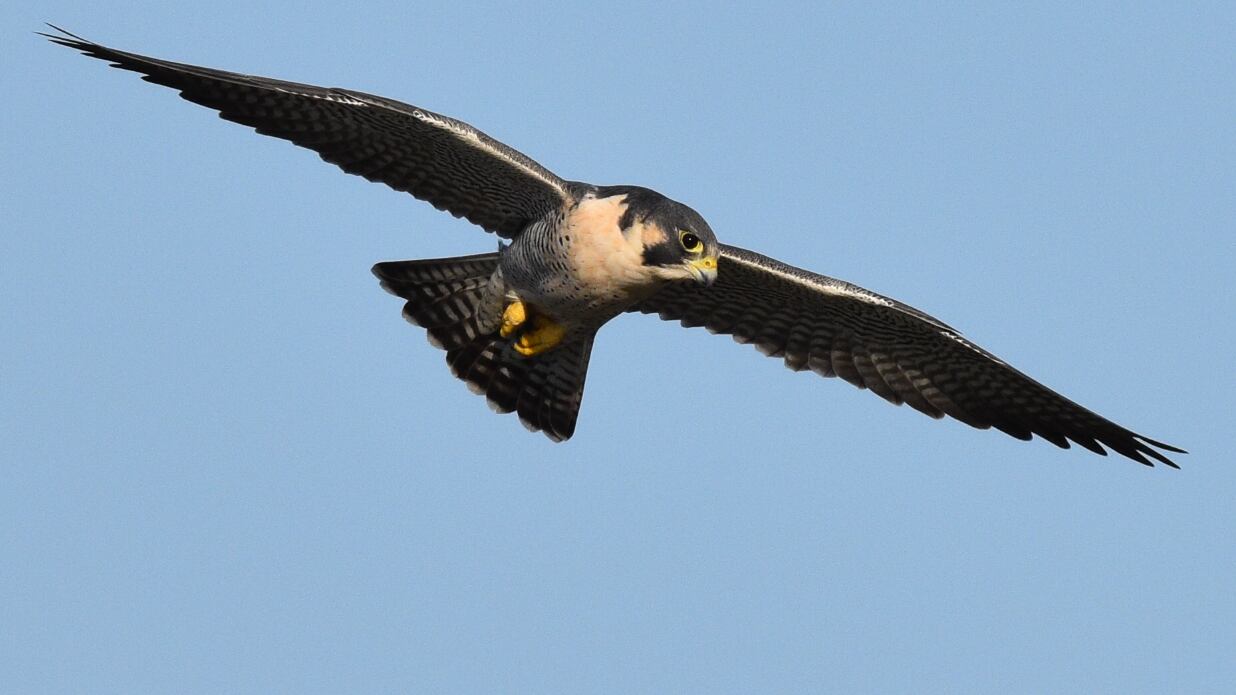 Avistamiento de aves