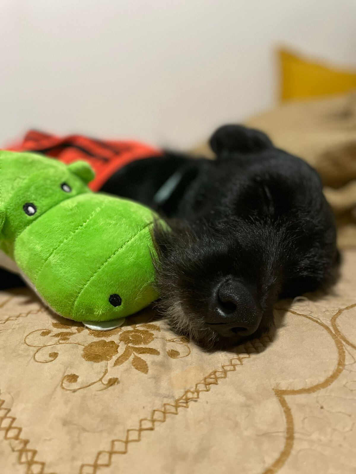 Nerón llegó a nuestro país el año pasado. Lo traía un grupo de migrantes venezolano, por eso hoy se le llama el perro chamo o perro venezolano.