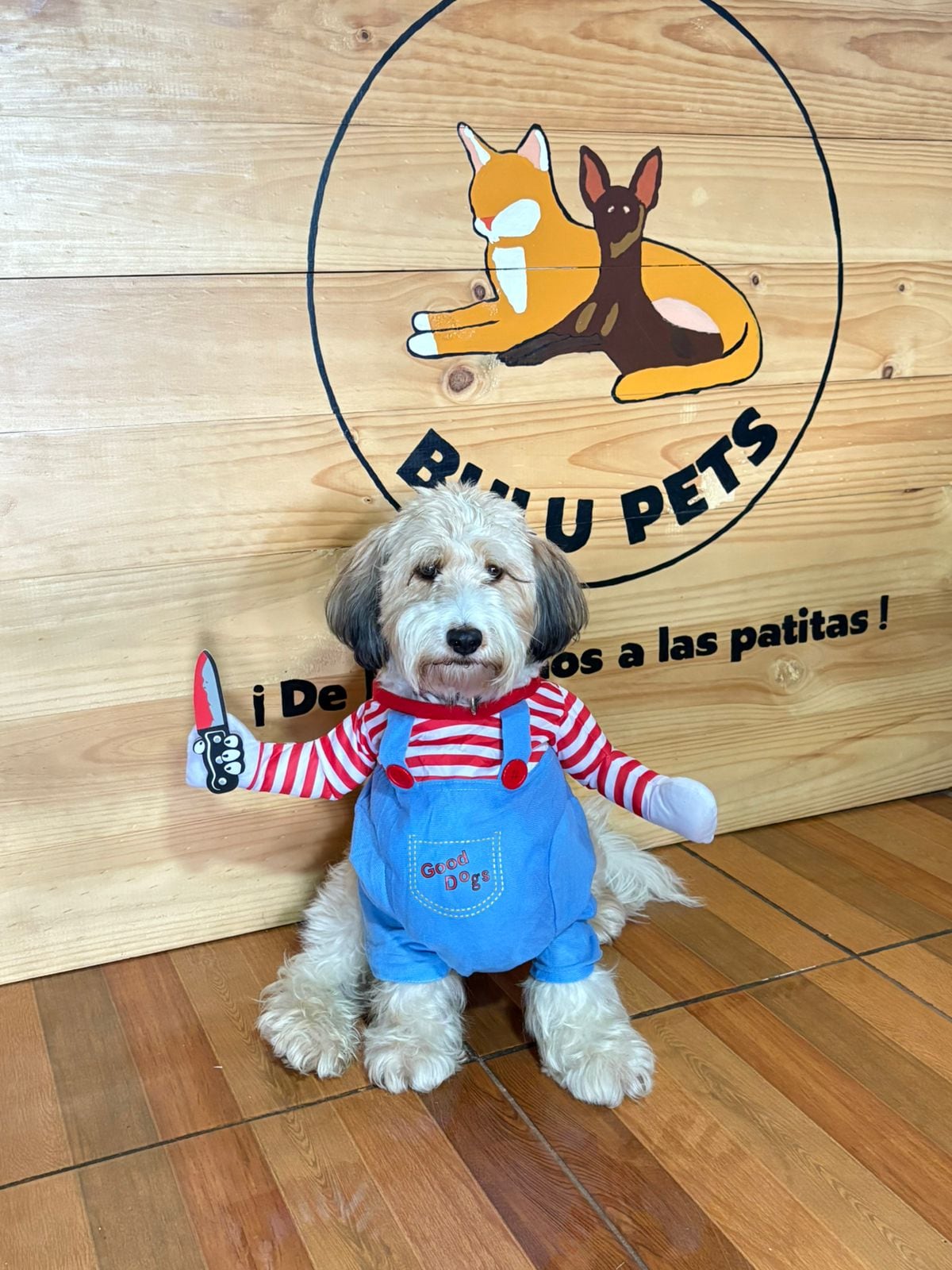 Benji, un zaguatico con alma de ángel, y Ágatha, una gatita de mirada sabia y carácter fuerte, quienes son los modelos oficiales de Bulupets, la tienda de accesorios para mascotas que su dueña, Sofía Moya Espinoza
