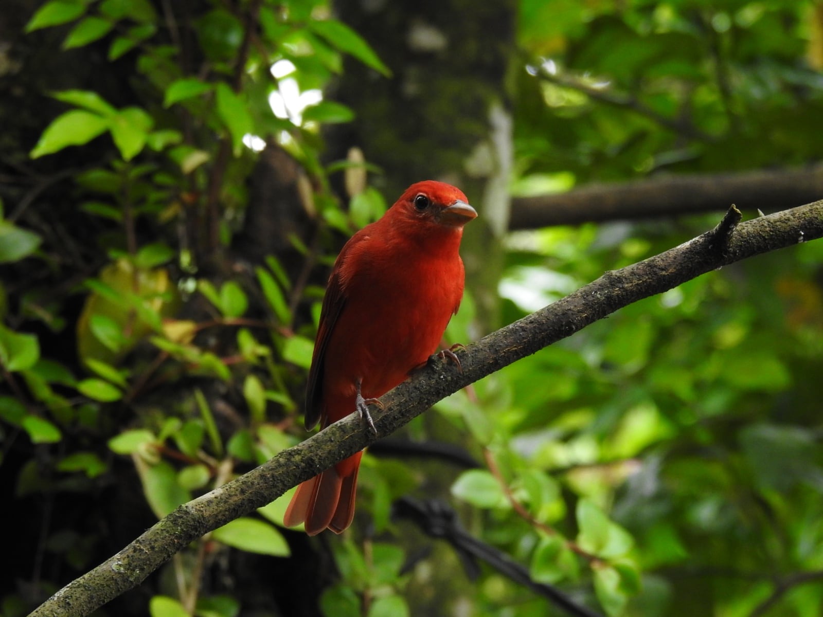 Don Catalino Cedeño Cedeño, quien tiene 76 años y de la pura cepa de Puerto Jiménez, nos contó que el pájaro Sangre de Cristo llegó por primera vez en el 2020 y en su corazón, y en el de su esposa, doña Rita Ceballos Aguirre, sintieron que la visita de ese pajarito rojo era una señal de que todo iba a estar bien.