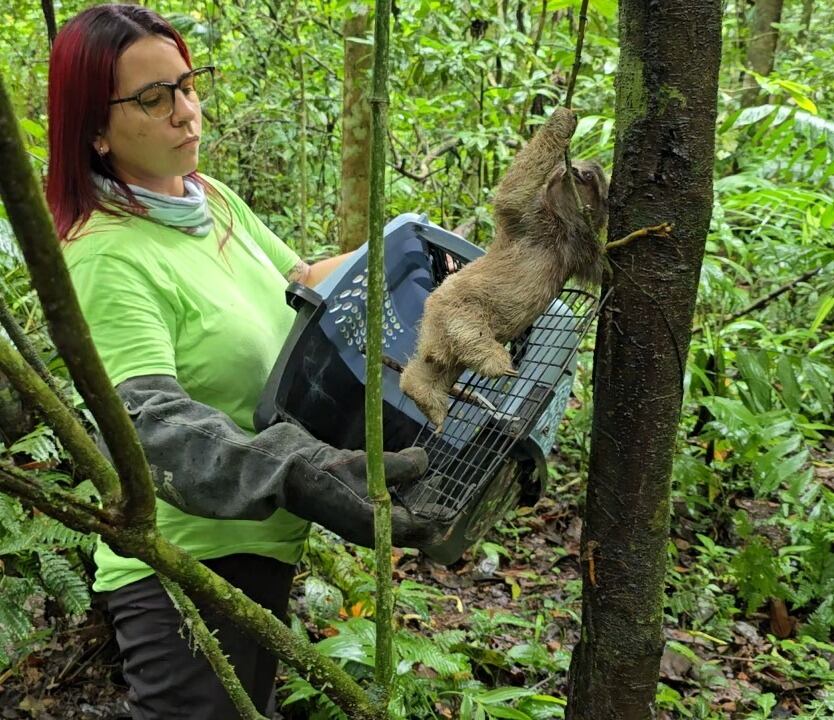 Mamá perezosa es un milagro, se electrocutó y fue sanada hasta con piel de tilapia. María Vargas Vargas, supervisora de Marketing del Toucan Rescue Ranch fue una de las rescatistas