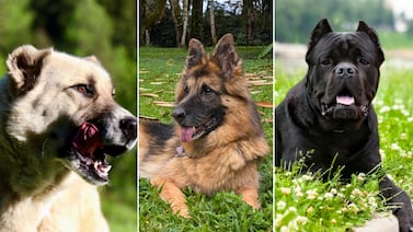 ¿Sabía que también existen los perros genios? Acá le contamos cómo saber si el suyo es uno