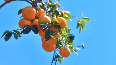 Por qué hay que colocar cáscaras de mandarina cerca de puertas y ventanas