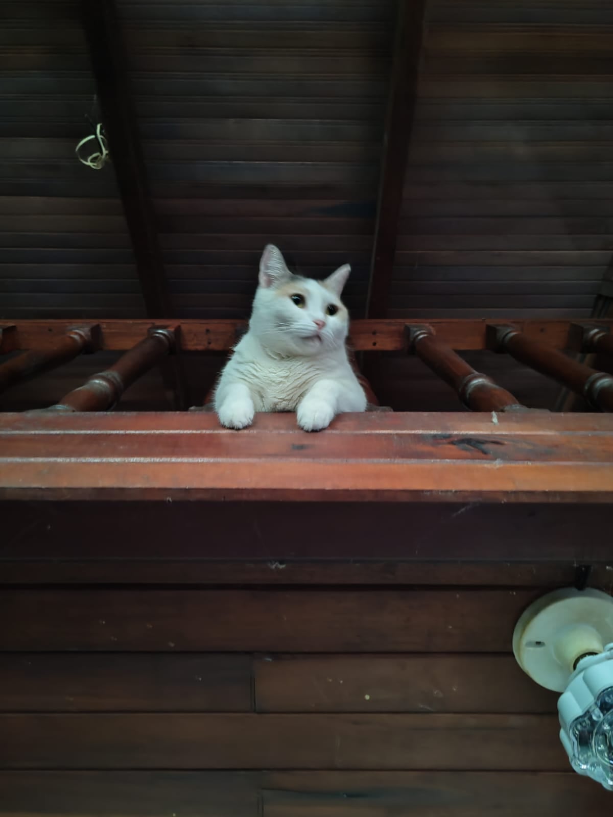 En El Boli de Puntarenas vive una historia de amor puro entre una mujer y su gatita criolla (sin raza, zaguatica si fuese perrita). Valerina llegó a la vida de doña Ivannia Rojas, de 47 años, como un flechazo por internet