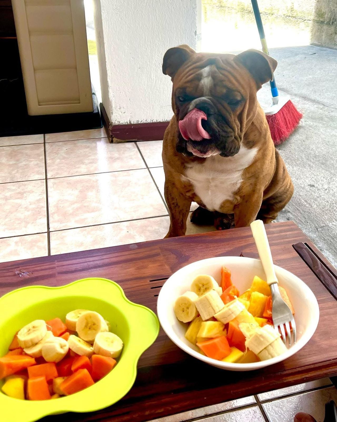 Cuando Rebeca Valverde Coronado vio por primera vez a Theo, su corazón se derritió. Aquel cachorrito bulldog inglés de apenas mes y medio de nacido llegó envuelto en un lazo de amor: fue el regalo de Navidad que su esposo, Guillermo Sánchez, le dio para cumplirle un sueño que tenía desde niña.