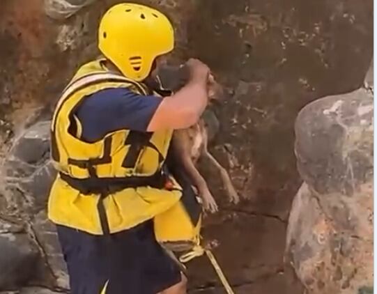 Bomberos rescatan a perrito de morir en poza. Captura de pantalla a video de Bomberos