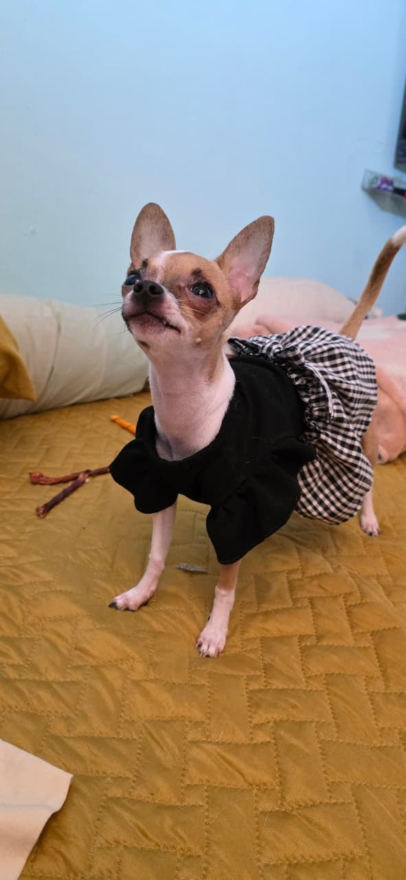 तिच्या आयुष्यातील सर्वात मोठ्या वेदनांमध्ये, जेनिफर पाझोस, 38, हिला एक लहानसा प्रकाश सापडला, जेमतेम 2 किलो आणि 400 ग्रॅम, जे आज तिला दररोज स्मित आणते, तिचे नाव बेट्टी आहे.