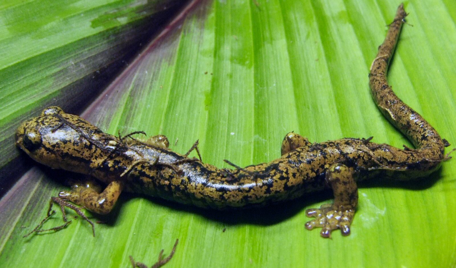 Fotografía de una salamandra sobre una hoja.