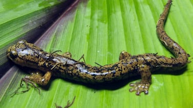 En Costa Rica descubrieron dos nuevas especies de salamandras, ¡vea cómo son!