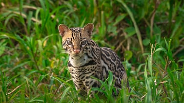 El Zota: el bosque donde el ocelote todavía manda y cada visita ayuda a mantener 800 hectáreas de vida