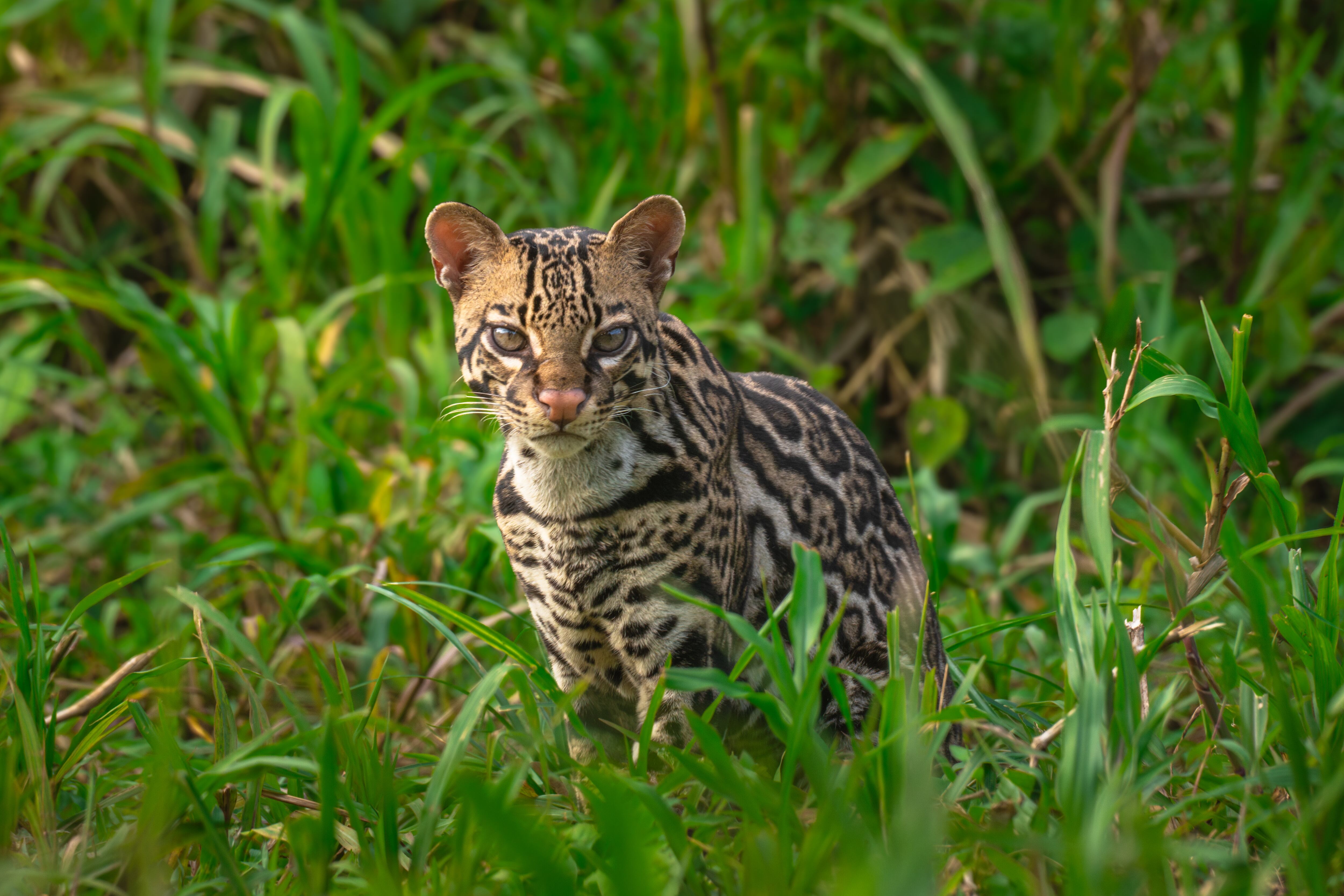 El Zota resguarda gran biodiversidad de animales en su hábitat natural.