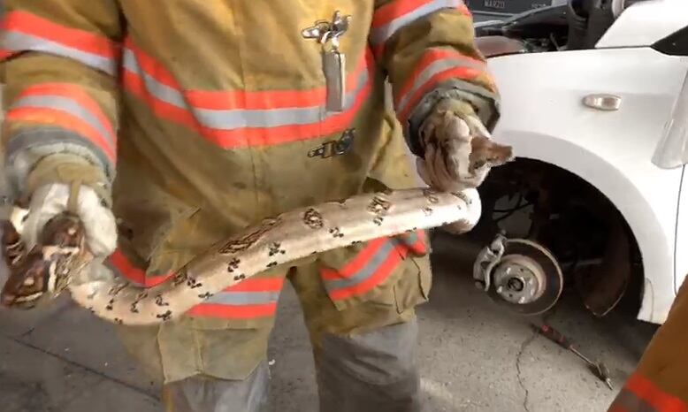 Serpiente bécquer viajó 8 kilómetros dentro de carro en Alajuela. Foto Bomberos.