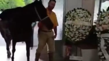 Conmovedor video muestra el sufrimiento de una yegua durante el funeral de su dueño