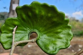 Joven emprendedor transforma la semilla de un símbolo nacional en mantequilla llena de proteína natural y 100% hecha en Costa Rica