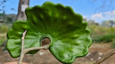 Joven emprendedor transforma la semilla de un símbolo nacional en mantequilla llena de proteína natural y 100% hecha en Costa Rica