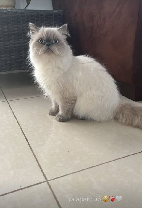 Maxi, gato de las hijas de Alonso Solís
