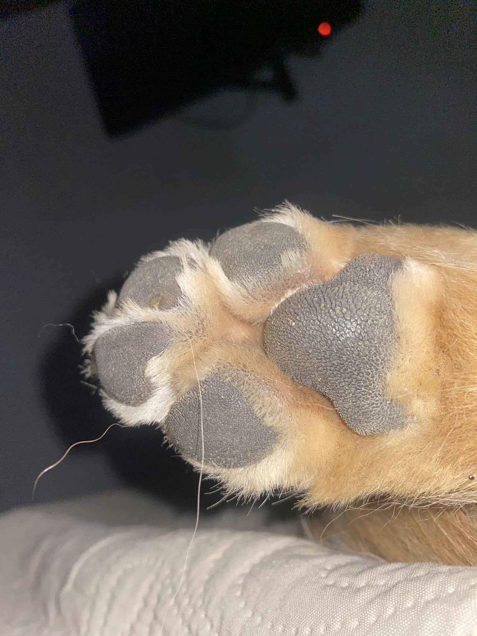 En diciembre del 2023, la vida de doña Karen Alvarado dio un giro inesperado. Sus hijos, ya adultos, notaron que hacía falta una nueva compañía en casa y decidieron darle la sorpresa más tierna de su vida: una perrita golden retriever llamada Chloe