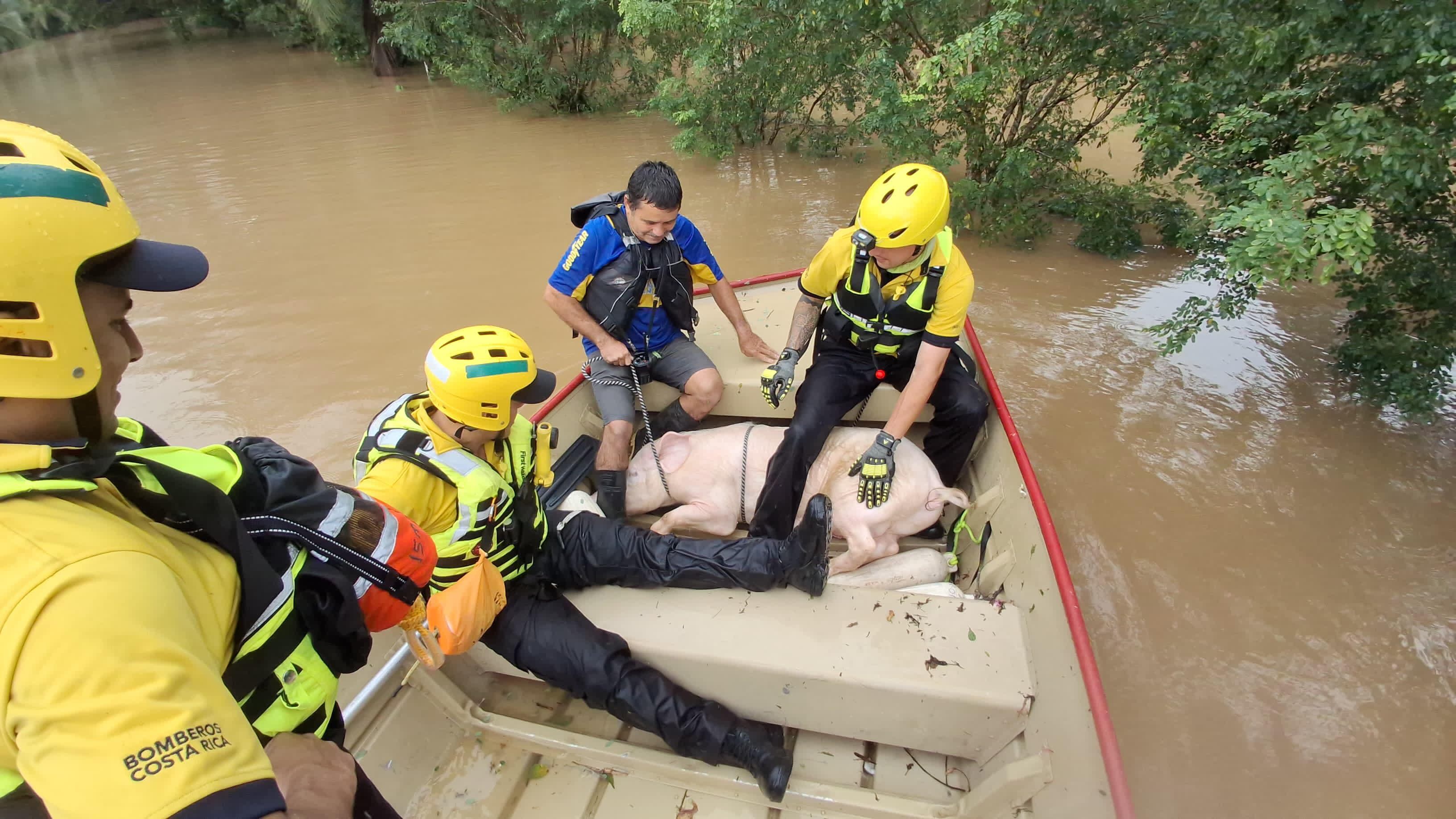 Rescatan a tres chanchitos en medio de las inundaciones en Sarapiquí. Foto: Bomberos