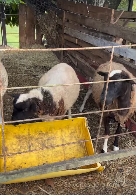 Fabiola Herra ha estado compartiendo videos de su experiencia.