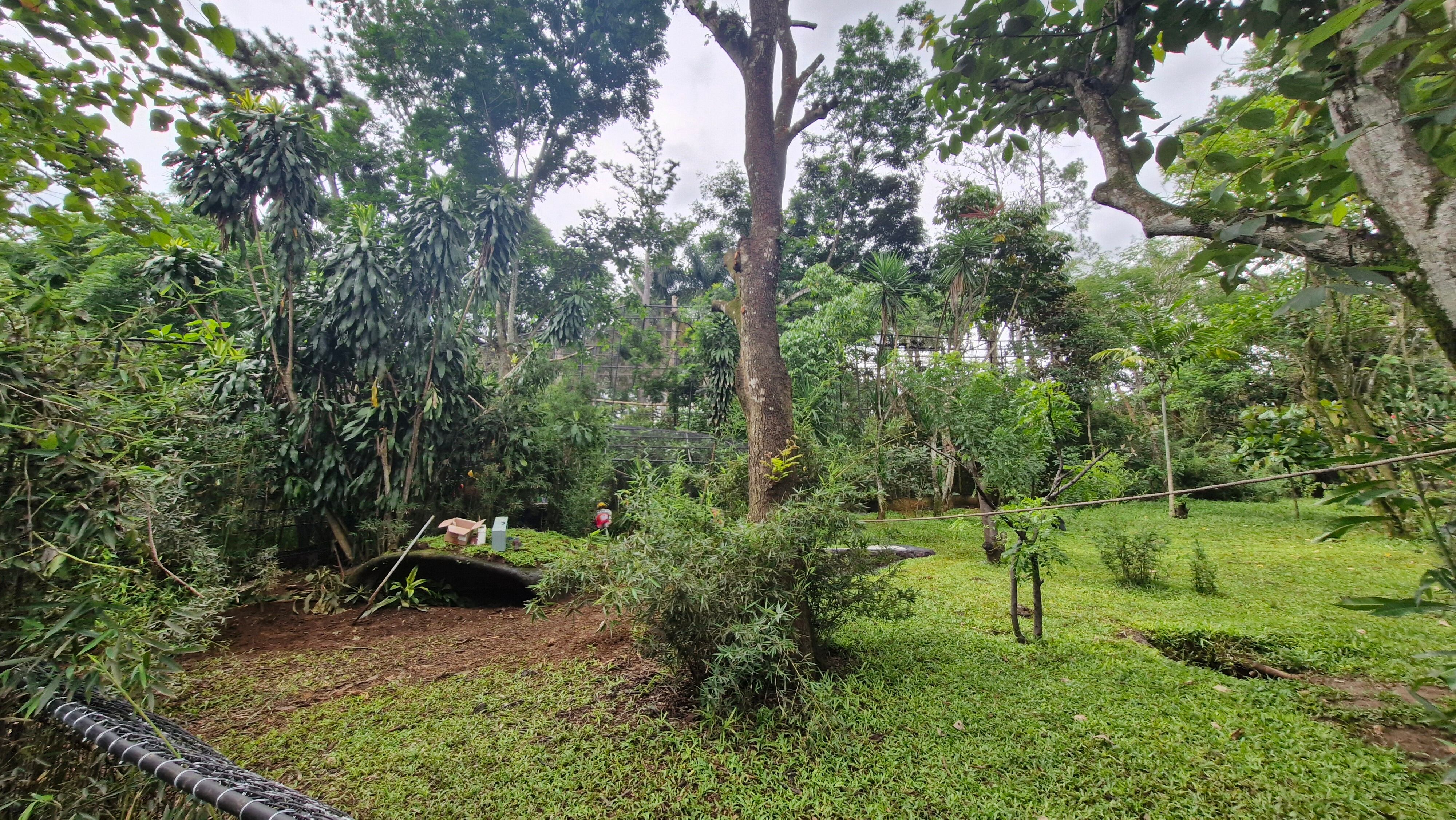 Capibaras tendrían un nuevo hogar a inicios de julio.