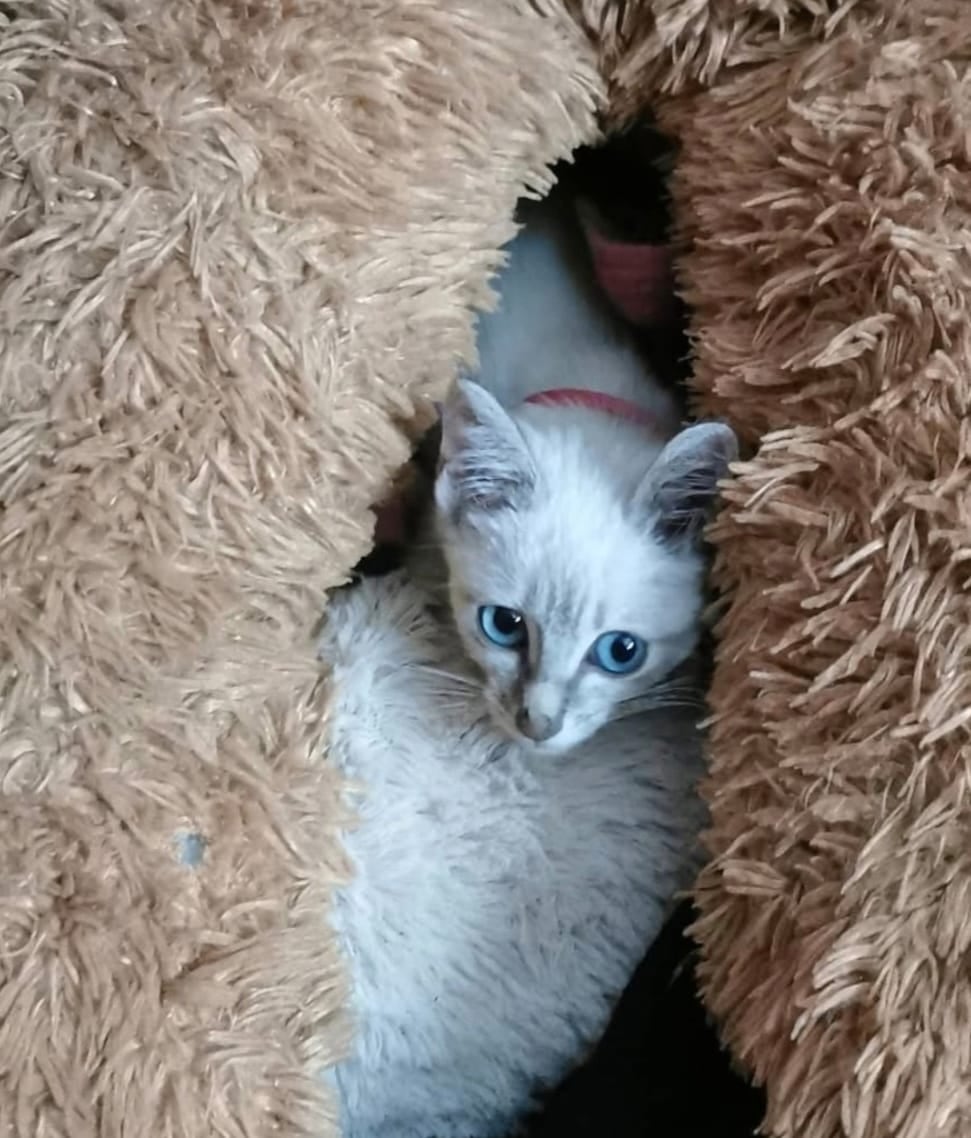 Desde siempre, doña Yoselyn Chaverri Artavia, vecina de Heredia centro, supo que la vida con mascotas tiene algo mágico. Por eso se enamoró a primera vista de Mitsuha, una gata mestiza