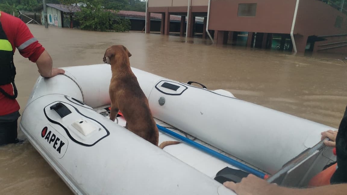 Cruz Roja reporta inundaciones en inundaciones están Talamanca, Valle La Estrella, Limón, Batán y Siquirres, trabajaban desde primeras horas del domingo 16 de agosto del 2026. Foto: Cruz Roja