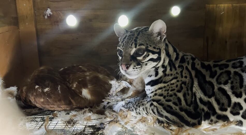 Bomberos rescata a manigordo que quedó atrapado dentro de gallinero en Atenas. Foto Bomberos.