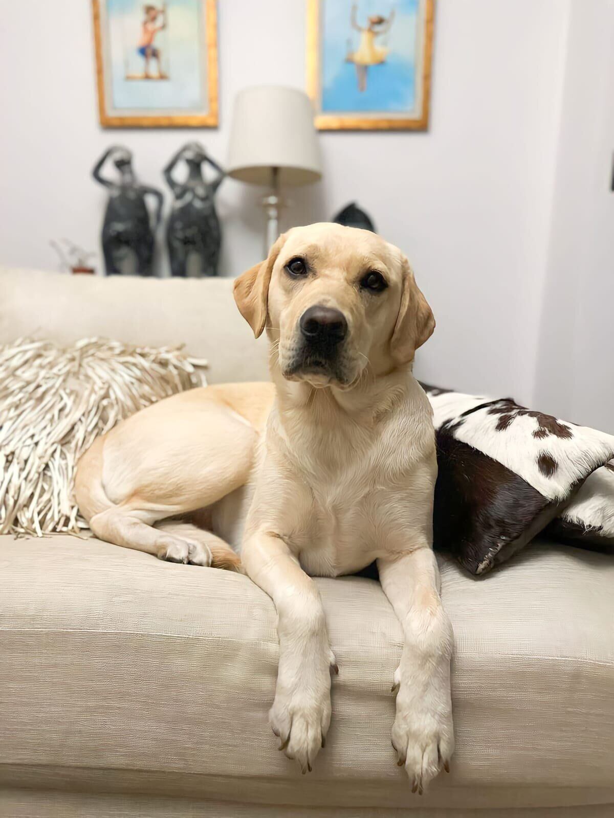Perrita le salvó la vida a su dueño y él se lo agradece organizando la Viva Feria de Mascotas.