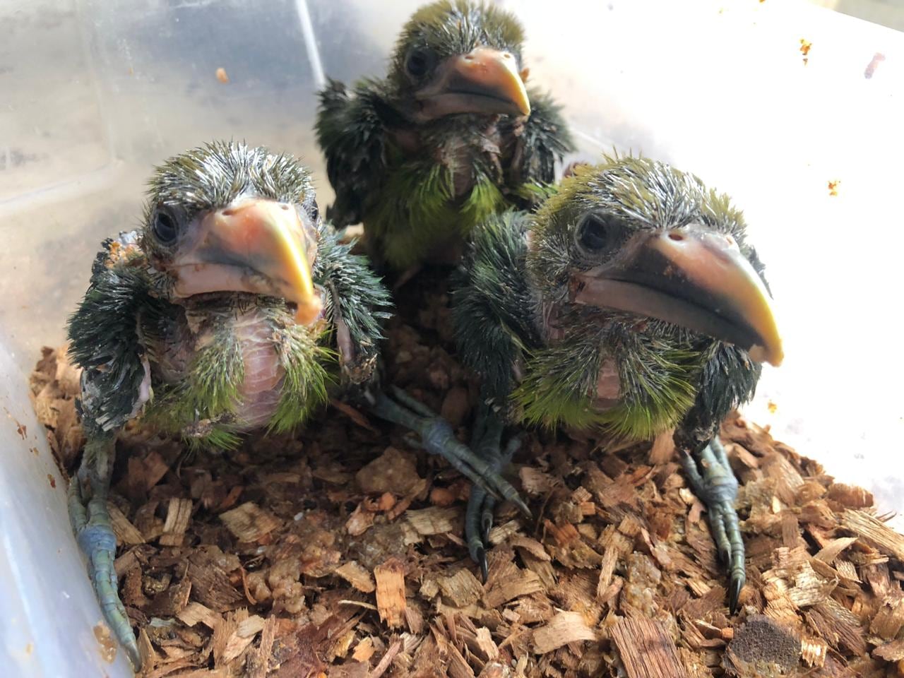 Refugio Animal de Costa Rica recibió en abril pasado 3 tucanes esmeralda