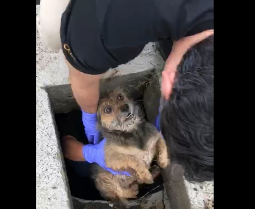Agentes del OIJ rescatan a perro atrapado en alcantarilla durante allanamiento por drogas en Pococí. Foto Reyner Montero.