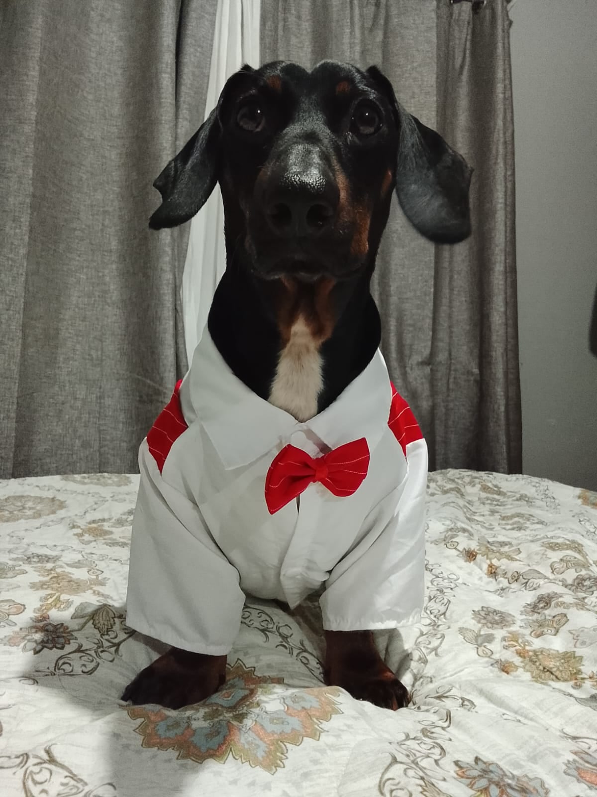 En la vida de Dayan Villagra Montero, ambas cosas se cruzaron en el mismo momento… y el resultado fue una historia que hoy la hace sonreír todos los días, gracias al perrito salchicha Theo Pascual