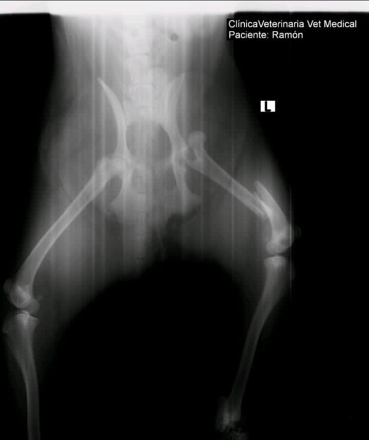 Así quedó la patita del perro de la finalista de Nace una estrella